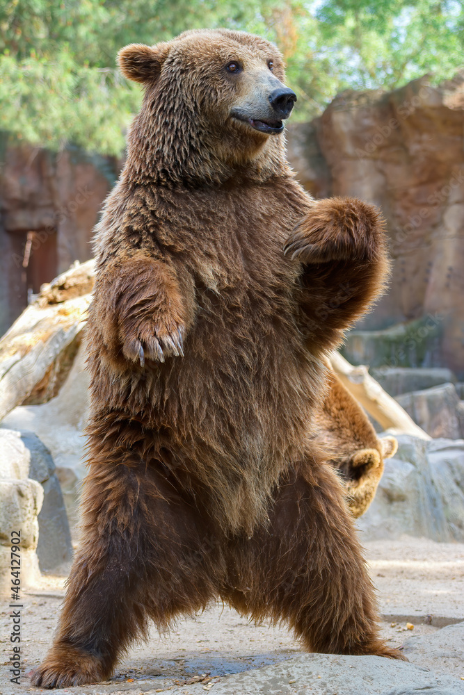 Fototapeta premium Big brown bear standing on his legs