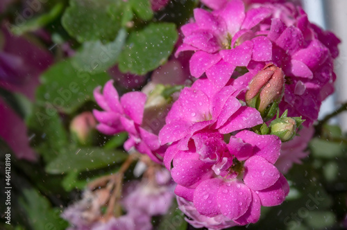 Pink flowers. Background with purple flowers. Water drops on flowers. Background with wet flowers.