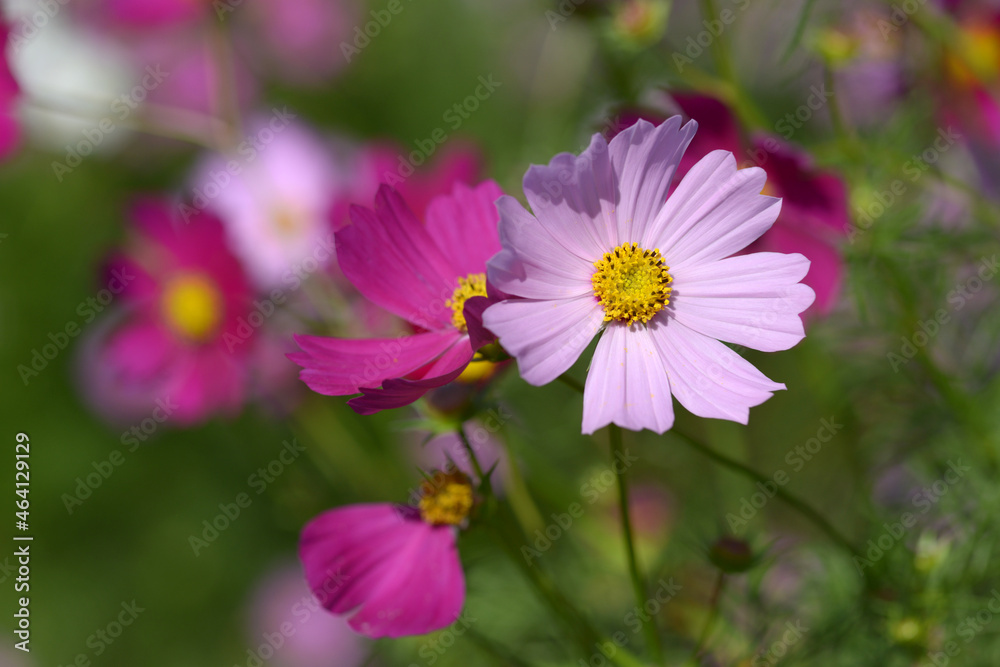 コスモスの花
