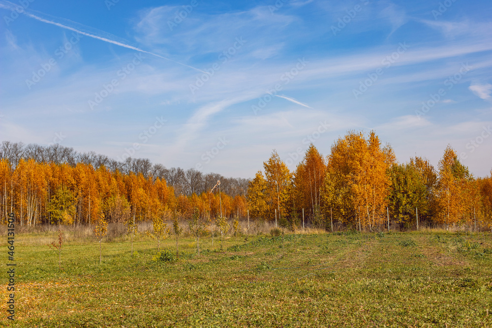 orange forest in autumn with field at sunset