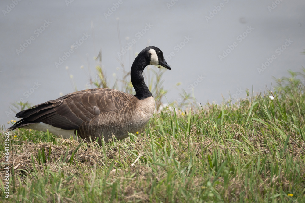 country goose branta canadensis