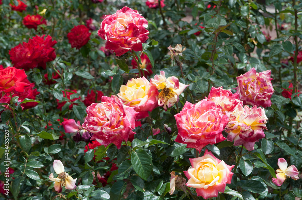 rose planting in a public park of an outdoor city