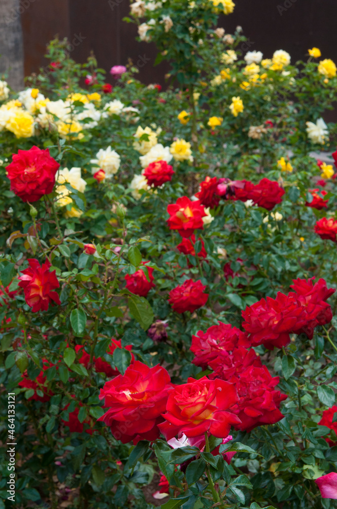 rose planting in a public park of an outdoor city rose planting in a public park of an outdoor city