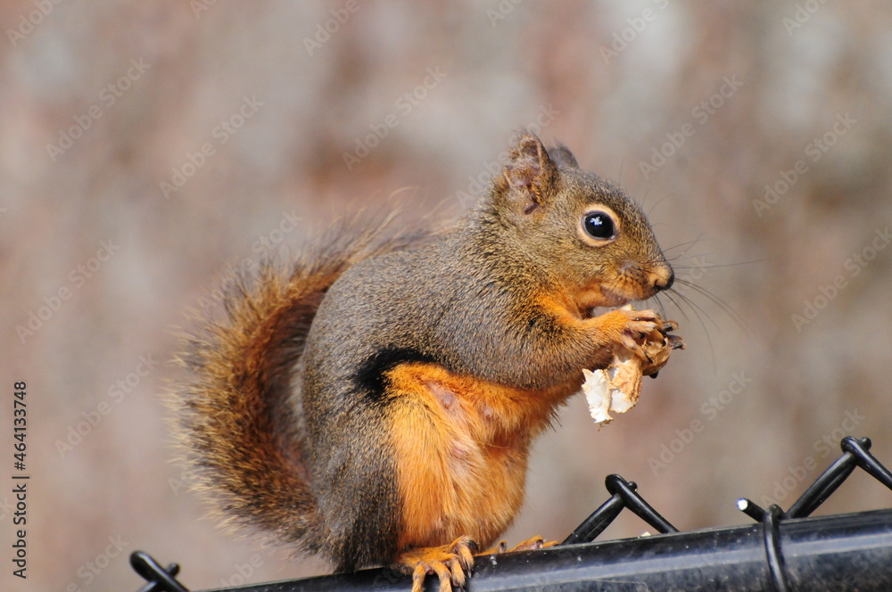 Obraz premium Douglas Squirrel 