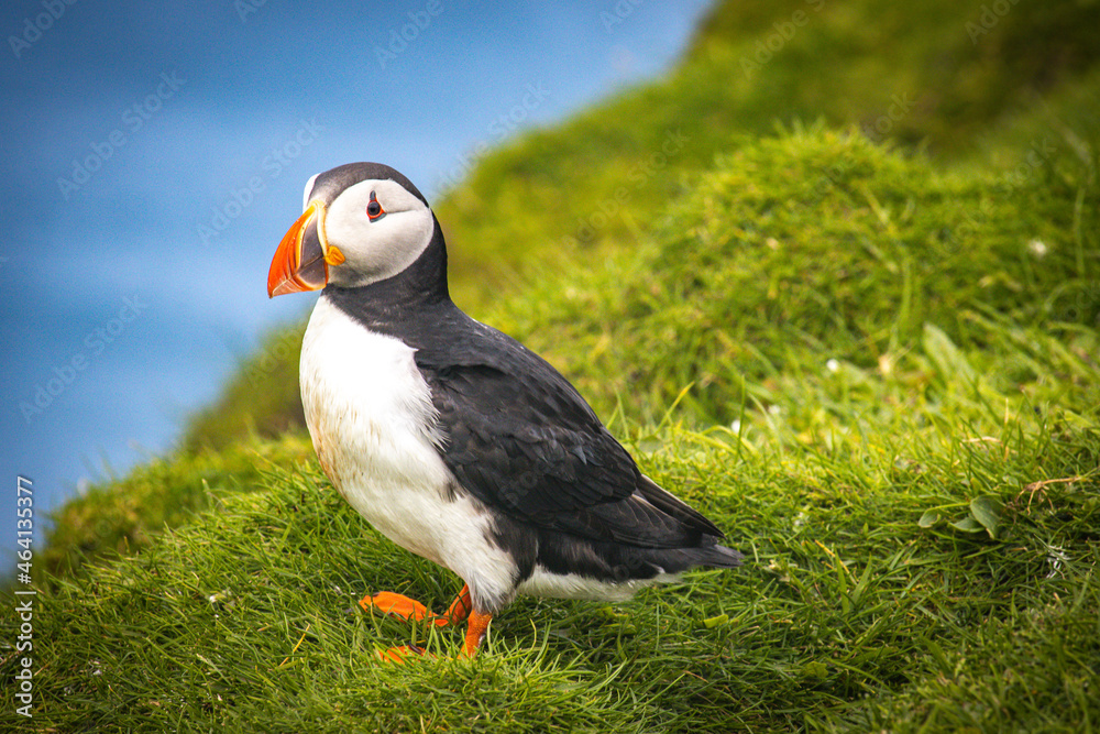 atlantic puffin or common puffin, faroe islands, mykines atlantic puffin or common puffin, faroe islands, mykines