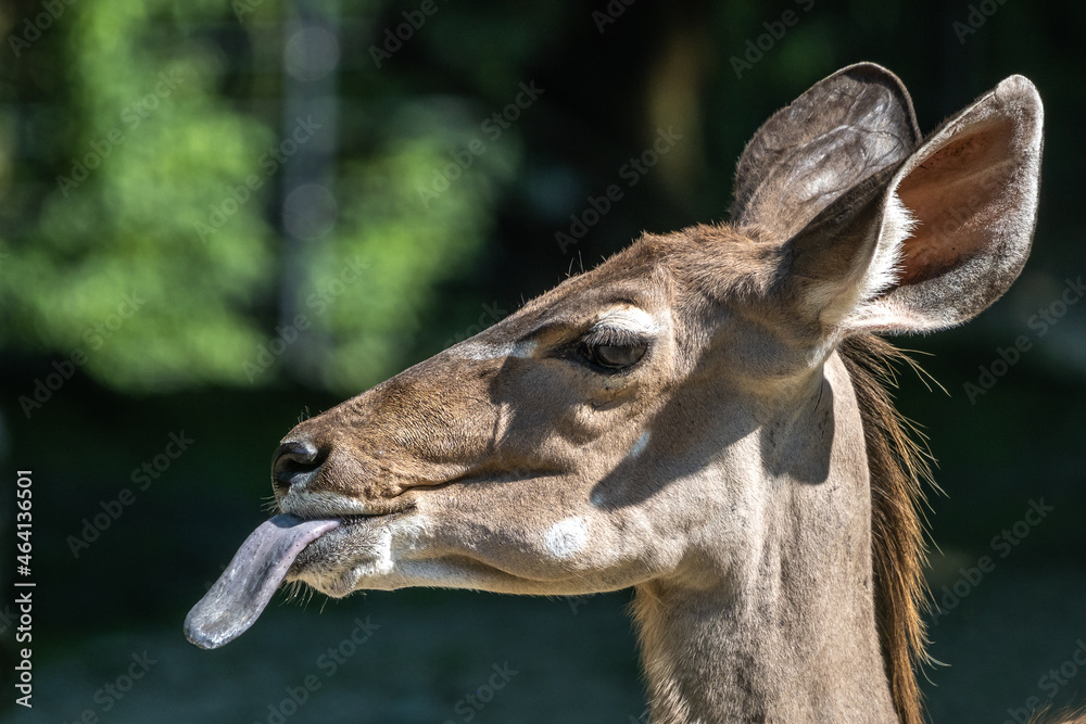 Fototapeta premium The common eland sticking its tongue out. Taurotragus oryx is a savannah antelope