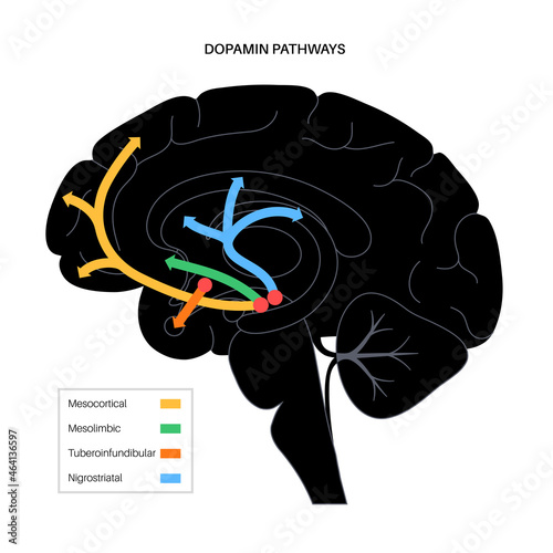 Dopamine pathway concept