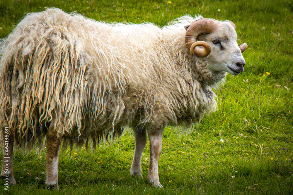 Obraz premium sheep in the field, faroe islands