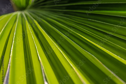 palm leaf closeup