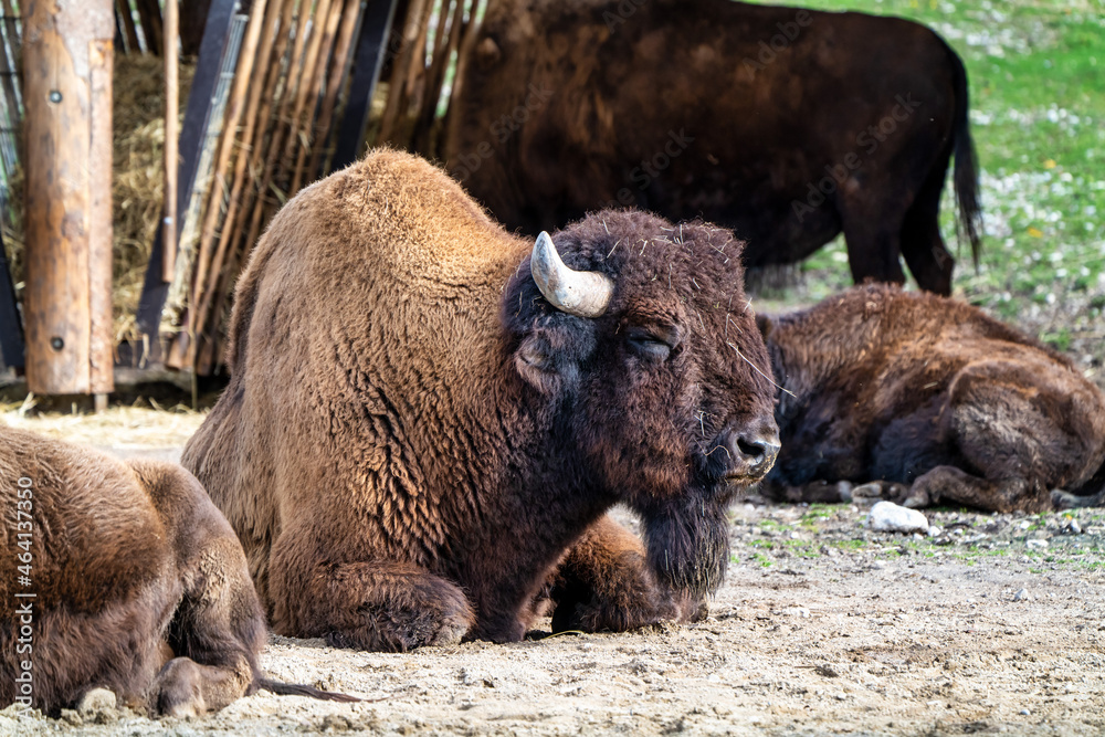 Fototapeta premium American buffalo known as bison, Bos bison in the zoo