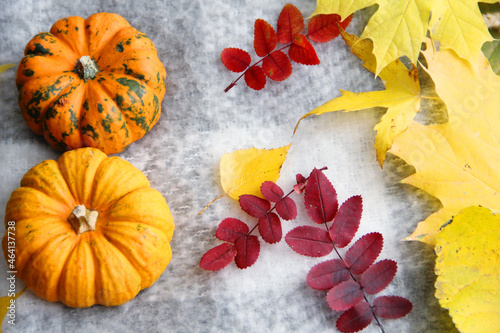 autumn still life with pumpkins
