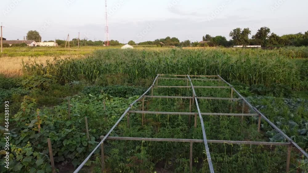 Eco crafty vegs plantation. Aerial of eco-agriculture. Drone video of the farmer's fields. Potato, corn, cabbage, pumpkin, cucumber, beans. Garden of the countryside. Healthy organic food. Eco crafty vegs plantation. Aerial of eco-agriculture. Drone video of the farmer's fields. Potato, corn, cabbage, pumpkin, cucumber, beans. Garden of the countryside. Healthy organic food.