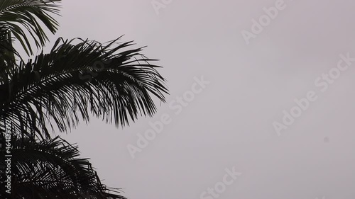 palm tree silhouette