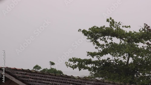 tree on a rainy day