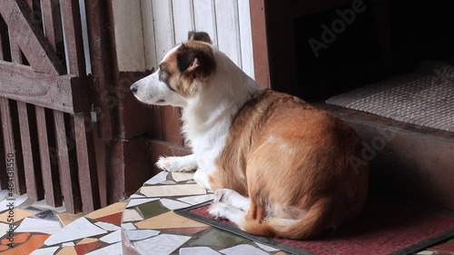dog