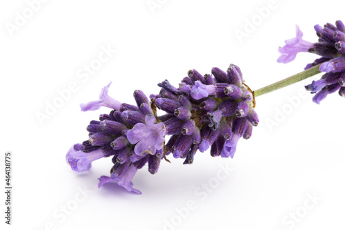 Lavender flowers on a white background.