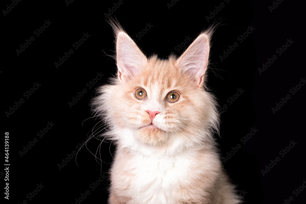 A white maine coon kitten on black background.