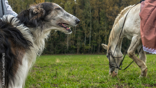 Beautiful russian borzoi or greyhound dogs with horse. Close-up view of dogs and hotse heads. Animal concept.