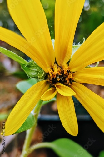 Criss Cross Sunflower Petals © Meagan