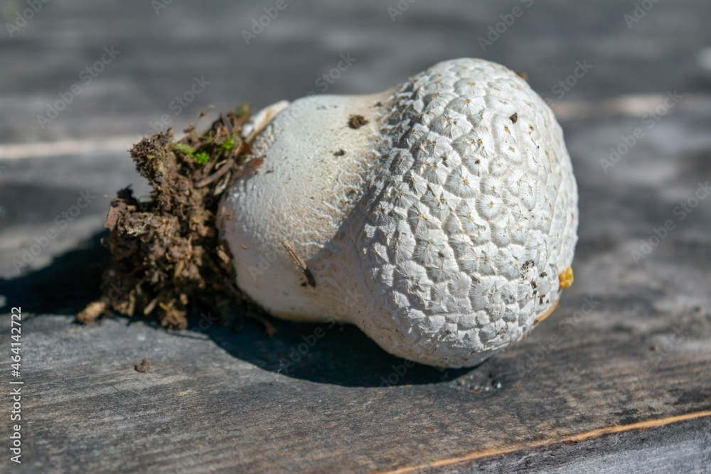 Forest mushroom raincoat lying on an old wooden table close-up. Forest mushroom raincoat lying on an old wooden table close-up.