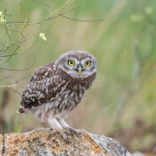 Owlet Little owl in natural habitat Athene noctua. Close up © Tatiana