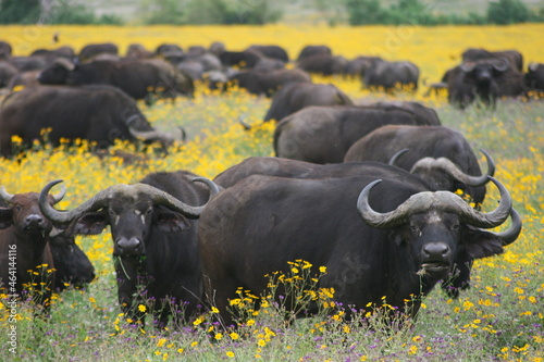 Canvas Print Closeup of a wild herd of African buffalo (Syncerus caffer) looking at camera wh