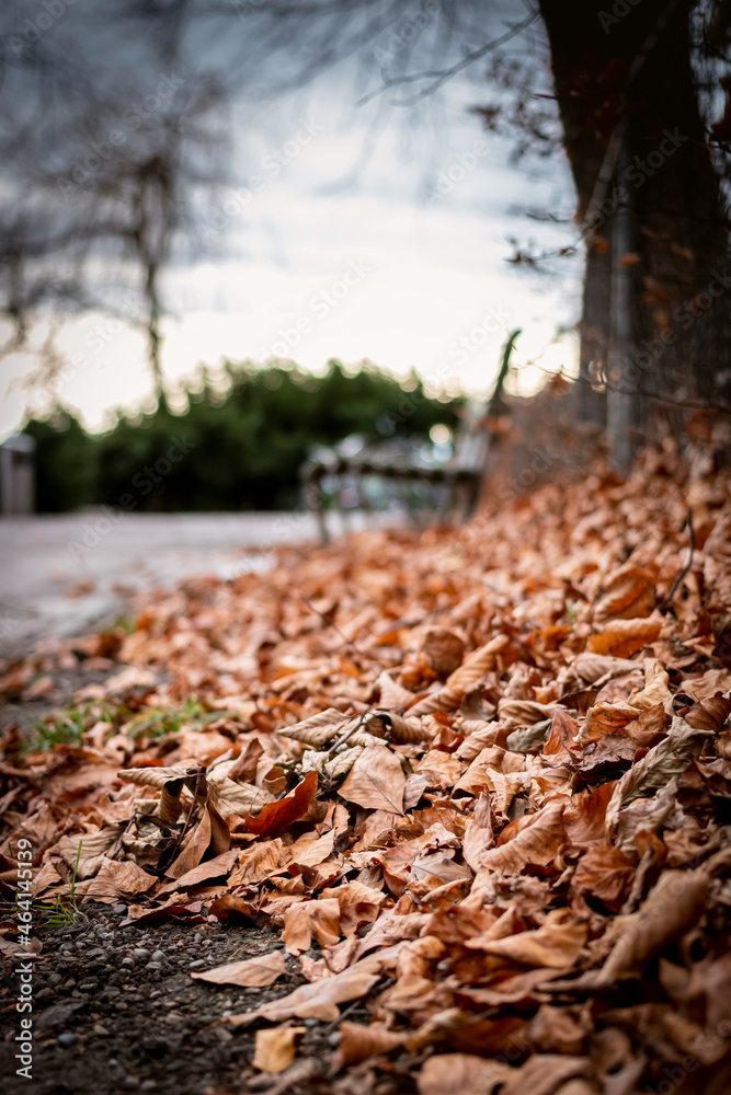 Fallen leaves during autumn. Fallen leaves during autumn.