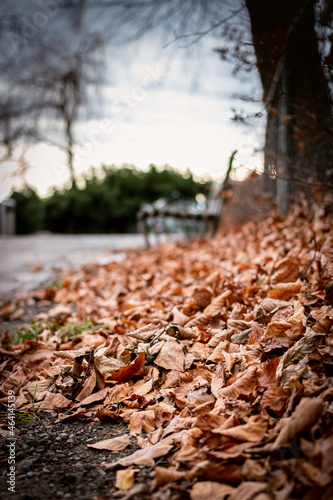 Fallen leaves during autumn.