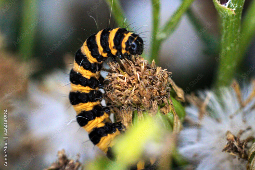 Cinnabar Moth Caterpillar (Arctiids) ferociously feeding on Common Ragwort, Renishaw, North East Derbyshire Cinnabar Moth Caterpillar (Arctiids) ferociously feeding on Common Ragwort, Renishaw, North East Derbyshire