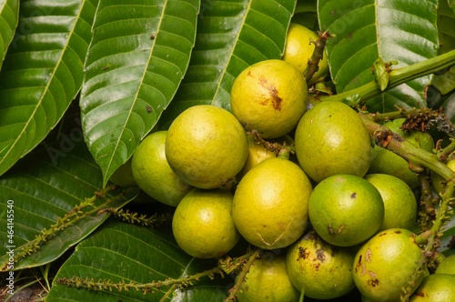 Ripe Matoa fruits (Pometia pinnata) and green leaves, native fruit from Papua, Indonesia photo