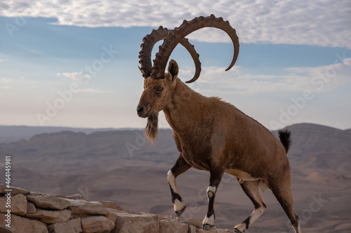 Male Nubian ibex standing on the edge of the world's largest erosion crater, known as the Makhtesh Ramon, in the settlement Mitzpe Ramon, Negev Desert, Israel. photo