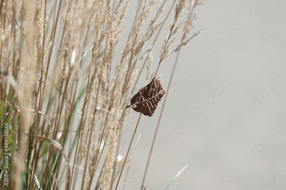 dried brown leaf caught in grass seed stalks dried brown leaf caught in grass seed stalks