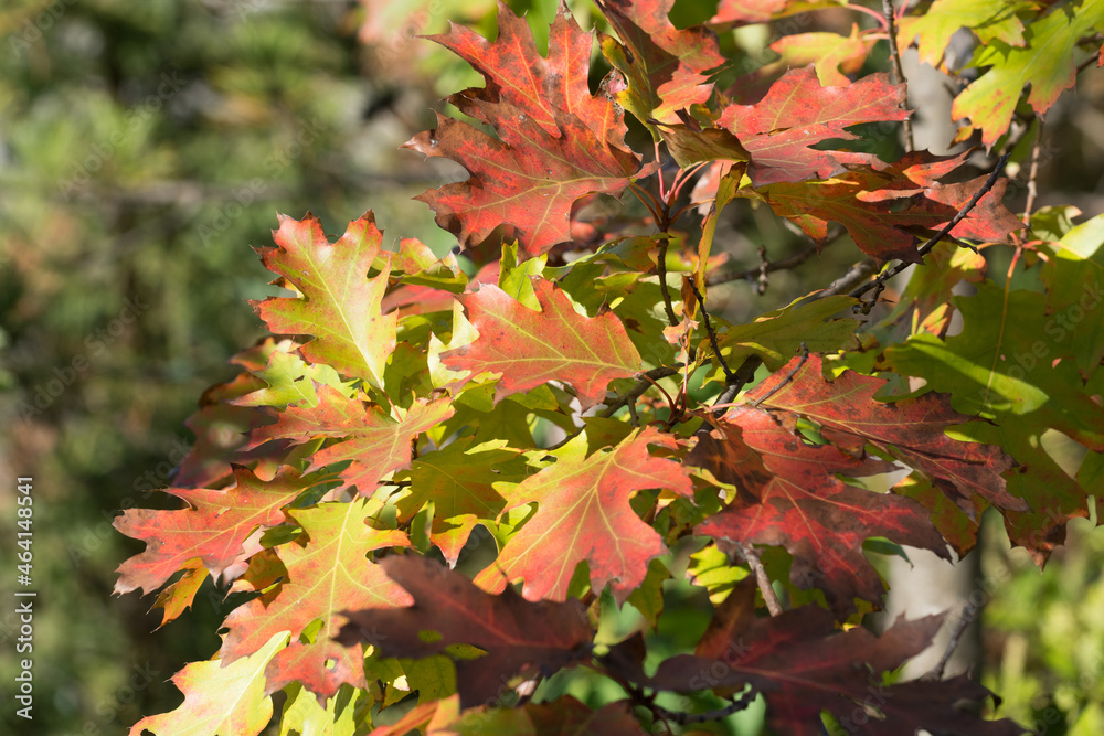 Fototapeta premium autumn oak leaves