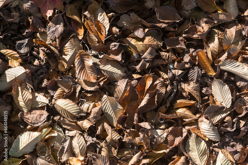 background of brown autumn leaves