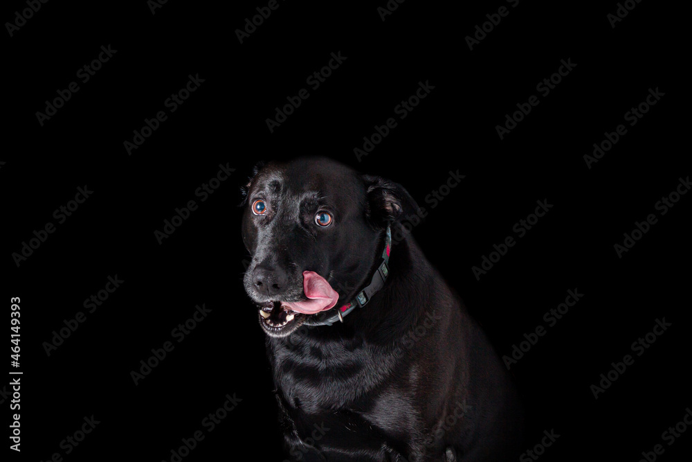 black labrador with a sticking out tongue
