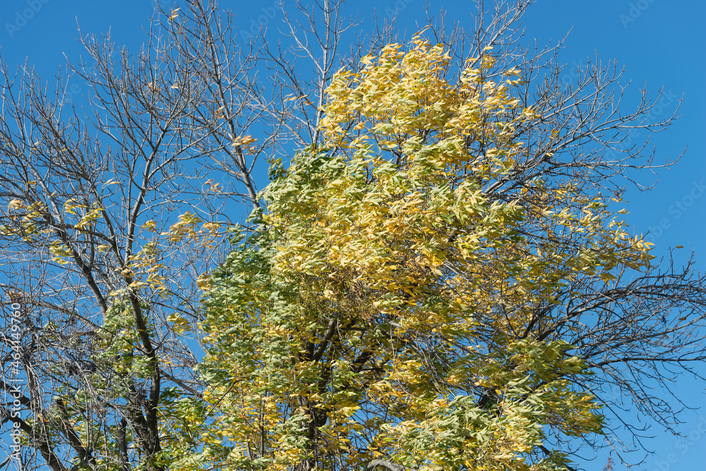 Fototapeta premium wind blown autumn tree