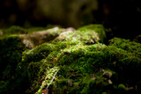 Moss growing on fallen tree trunks and branches.