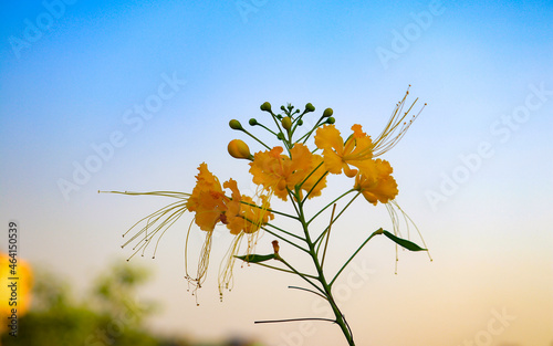 Close up of yellow Caesalpinia flower on a park photo