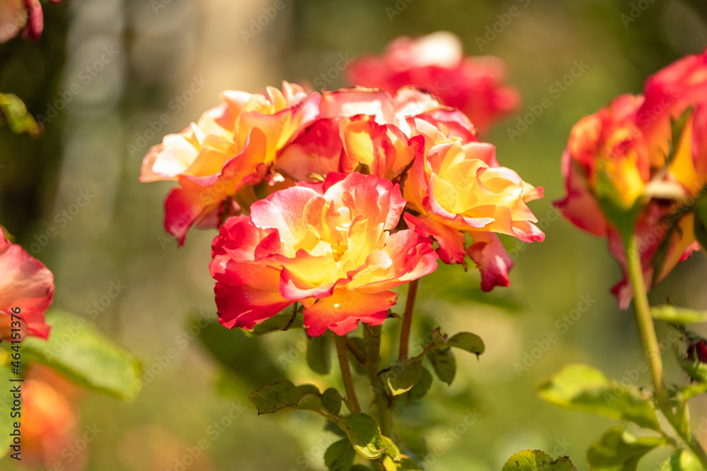 red and yellow roses