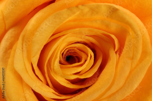 Yellow Rose flowers petals closeup macro