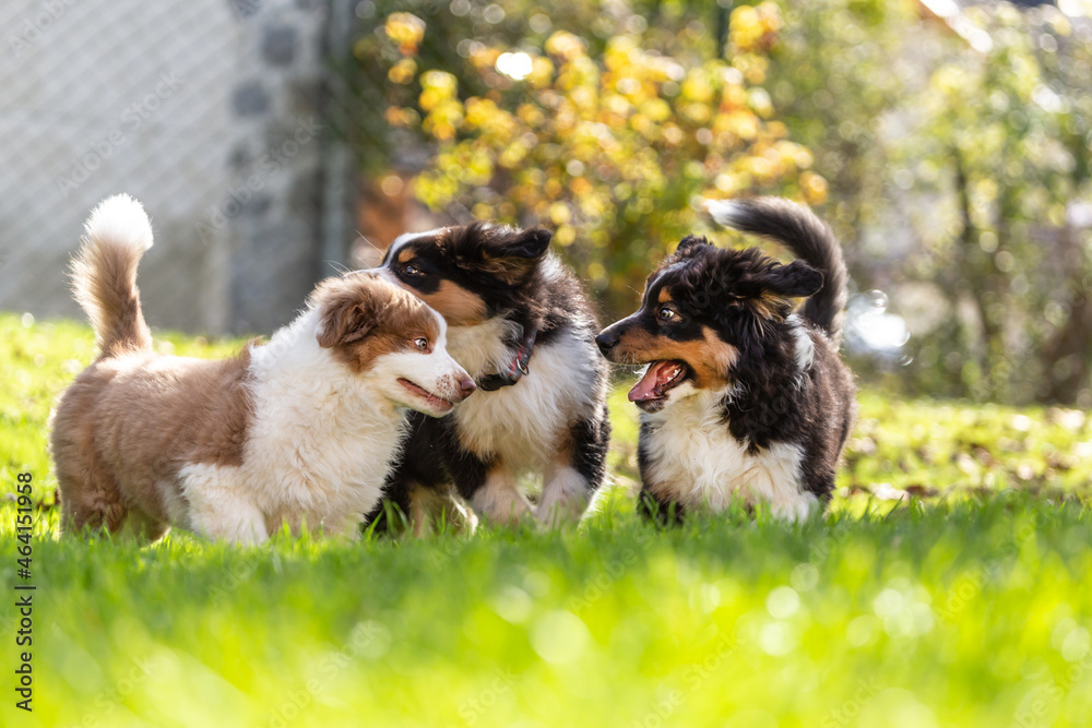 Cute australian shepherd puppy dogs playing together in a garden outdoors