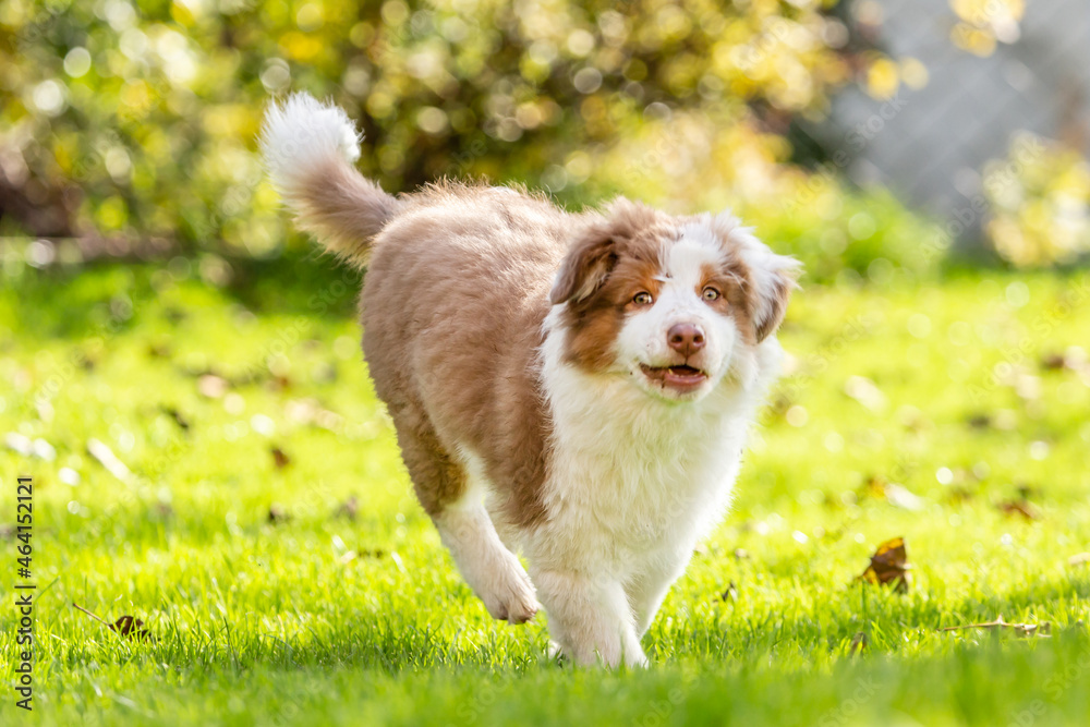 Portrait of a cute red tabby australian shepherd puppy dog playing in a garden outdoors