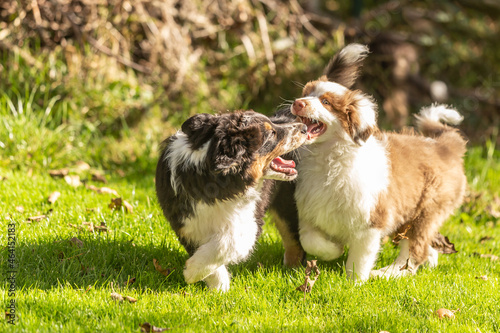 Cute australian shepherd puppy dogs playing together in a garden outdoors photo