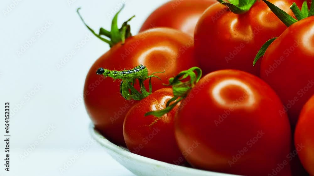 green caterpillar on ripe tomatoes on a white background 4K green caterpillar on ripe tomatoes on a white background 4K