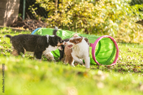 Cute australian shepherd puppy dogs playing together in a garden outdoors photo