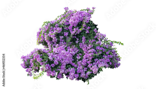 Large bush flowering of purple flowers landscape plant isolated on white background and clipping path included.