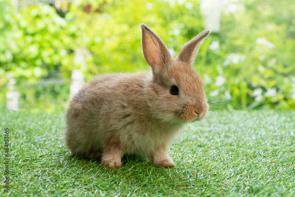 brown bunny rabbit