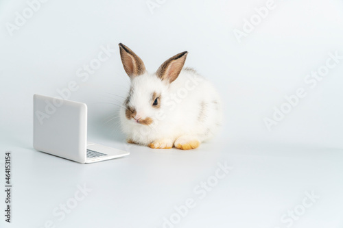 Easter animal bunny education technology concept. Adorable furry baby little white brown rabbit looking at laptop learn something while sitting over isolated white background.