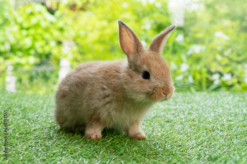 Adorable fluffy baby brown bunny rabbit walking on green grass over natural background. Furry cute wild-animal single at outdoor. Easter animal concept.