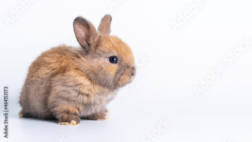 Easter bunny animal concept. Adorable newborn baby brown rabbit bunnies looking at something while sitting over isolated white background.